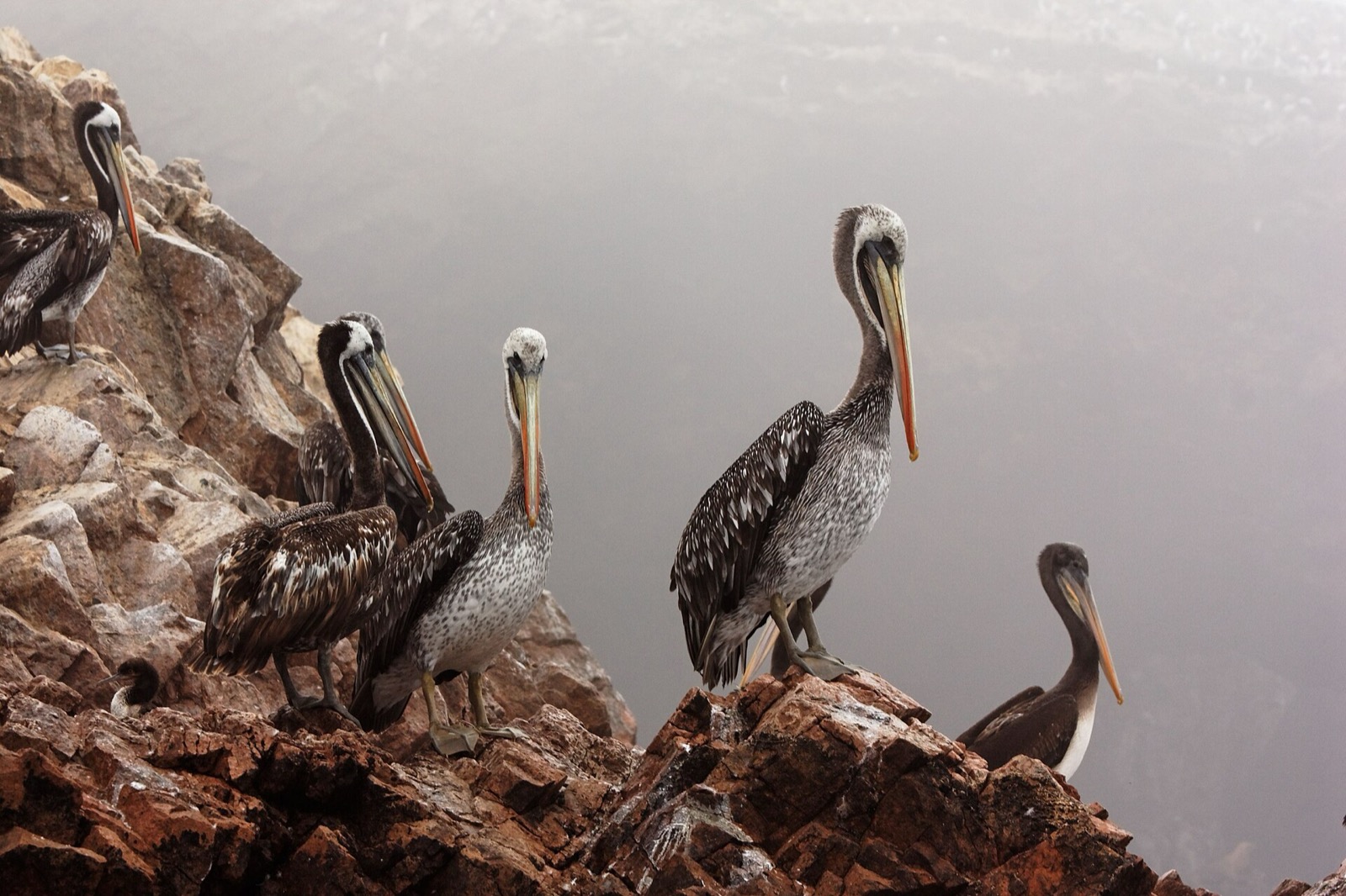Lobo marino en Islas Ballestas